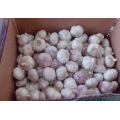 Pack Knoblauch in einer natürlichen Box